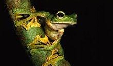 吸血蛙在线观看